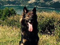 Shani